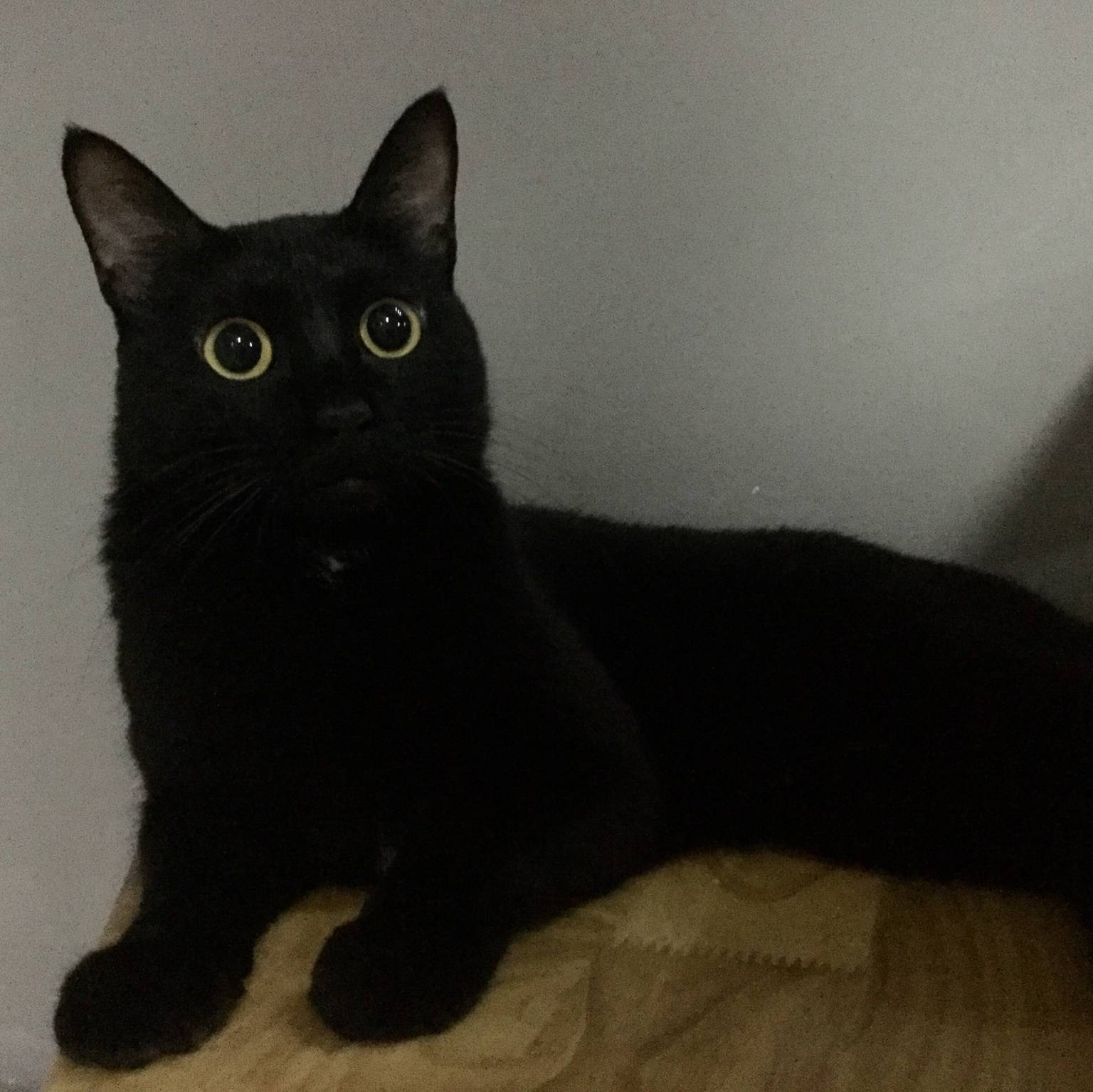 小猫猫虫
